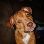 otis.jpg