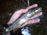 Photo652.jpg Photo652.jpg