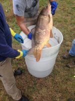 Mirror carp during fish capture .jpg