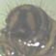 Taxon