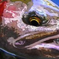 D'ANGLER
