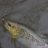 FASTSHARK9